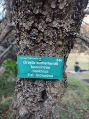 Greyia sutherlandii
