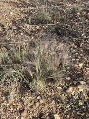 Scleropogon brevifolius