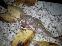 Saturnia jonasii jonasii