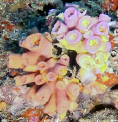 Tubastraea coccinea