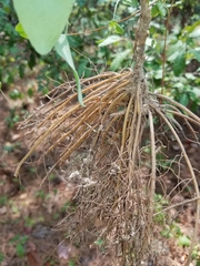 Clematis carrizoensis