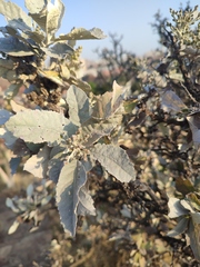 Brachylaena rotundata