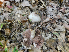 Agaricus sylvaticus