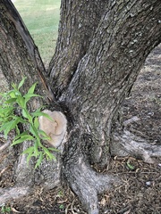 × chitalpa tashkentensis