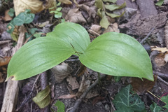 Polygonatum latifolium