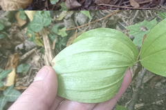 Polygonatum latifolium