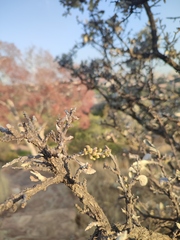 Brachylaena rotundata