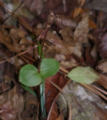Neottia bifolia