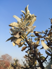 Brachylaena rotundata