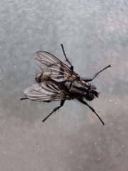 Phyto melanocephala