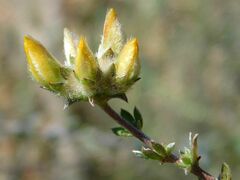 Aspalathus tridentata