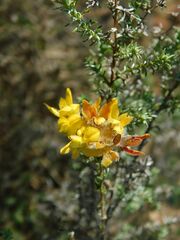 Aspalathus tridentata