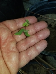 Clematis carrizoensis