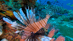 Pterois volitans