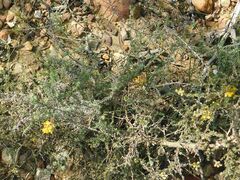 Aspalathus tridentata