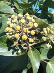 Formica cinerea