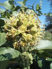 Formica cinerea