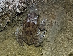 Sclerophrys gutturalis