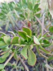 Pachysedum