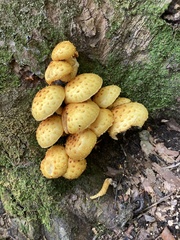 Pholiota aurivella