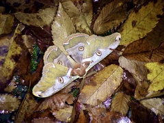 Saturnia jonasii jonasii