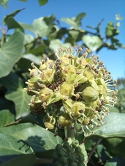Formica cinerea