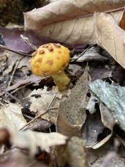 Pholiota aurivella