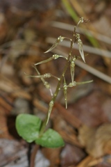Neottia bifolia