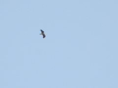 Neophron percnopterus