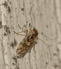 Graphopsocus
