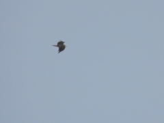 Neophron percnopterus