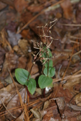 Neottia bifolia