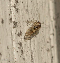 Graphopsocus