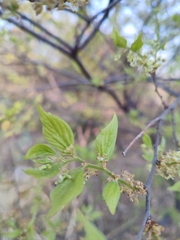 Celtis sinensis