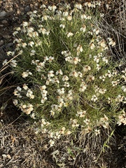 Zinnia acerosa