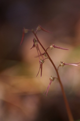 Neottia bifolia