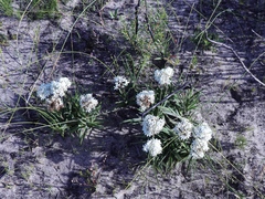 Corymbium villosum