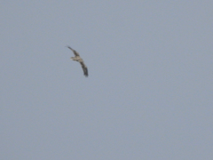 Neophron percnopterus