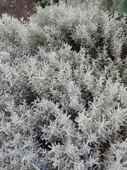 Santolina chamaecyparissus
