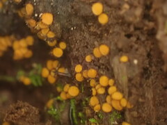 Scutellinia erinaceus