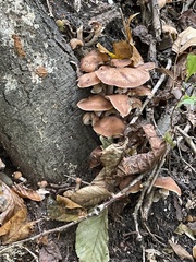 Armillaria ostoyae