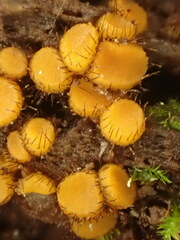 Scutellinia erinaceus