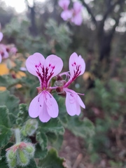 Pelargonium panduriforme