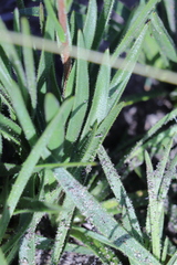 Corymbium villosum