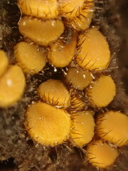 Scutellinia erinaceus
