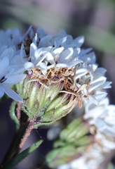 Corymbium villosum
