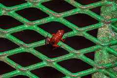 Oophaga pumilio