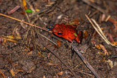 Oophaga pumilio