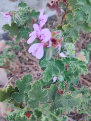 Pelargonium panduriforme