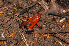 Oophaga pumilio